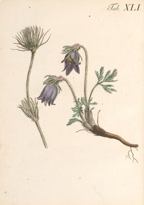 Abbildung und populare Beschreibung von acht und vierzig Giftpflanzen Pl.41 (1819)