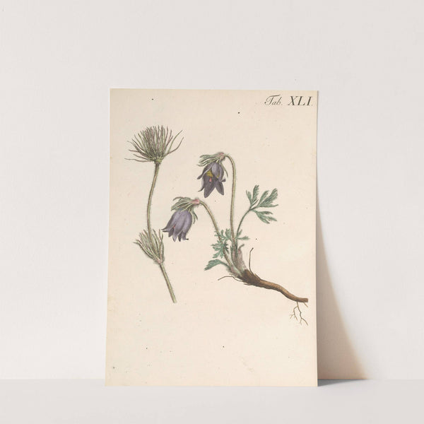 Abbildung und populare Beschreibung von acht und vierzig Giftpflanzen Pl.41 (1819) by Karl Wilhelm Juch