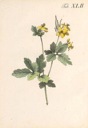 Abbildung und populare Beschreibung von acht und vierzig Giftpflanzen Pl.42 (1819)