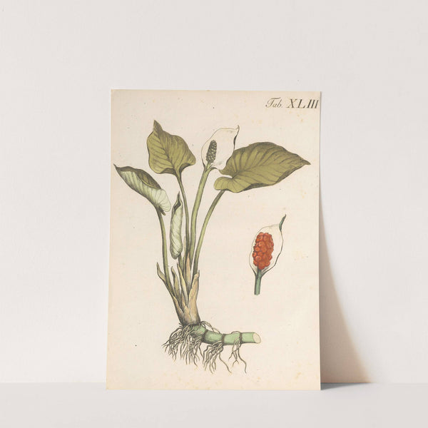 Abbildung und populare Beschreibung von acht und vierzig Giftpflanzen Pl.43 (1819) by Karl Wilhelm Juch