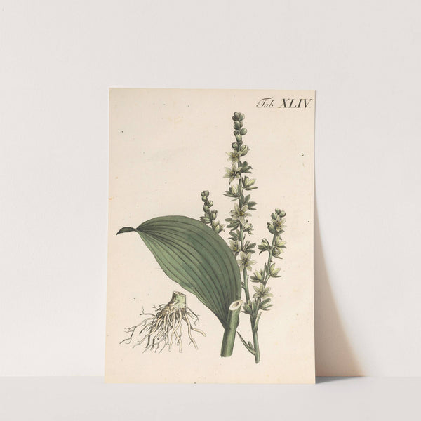 Abbildung und populare Beschreibung von acht und vierzig Giftpflanzen Pl.44 (1819) by Karl Wilhelm Juch