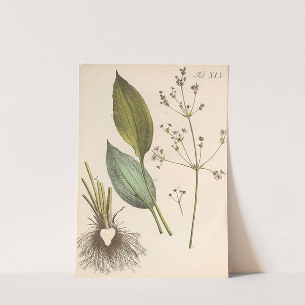 Abbildung und populare Beschreibung von acht und vierzig Giftpflanzen Pl.45 (1819) by Karl Wilhelm Juch