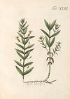 Abbildung und populare Beschreibung von acht und vierzig Giftpflanzen Pl.46 (1819)
