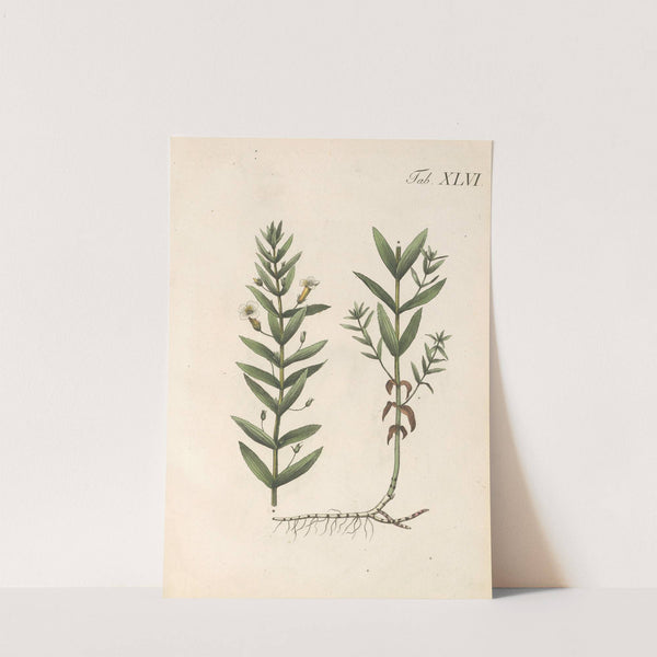 Abbildung und populare Beschreibung von acht und vierzig Giftpflanzen Pl.46 (1819) by Karl Wilhelm Juch