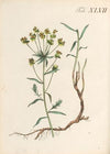 Abbildung und populare Beschreibung von acht und vierzig Giftpflanzen Pl.47 (1819)