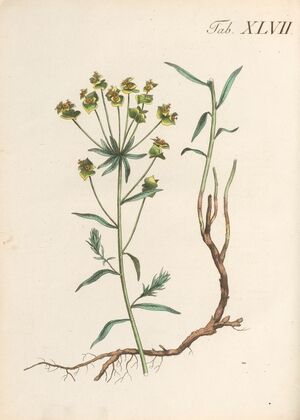 Abbildung und populare Beschreibung von acht und vierzig Giftpflanzen Pl.47 (1819)