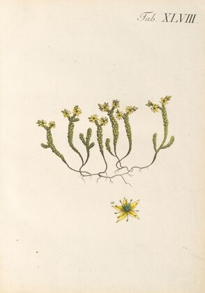 Abbildung und populare Beschreibung von acht und vierzig Giftpflanzen Pl.48 (1819)