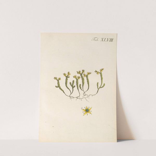 Abbildung und populare Beschreibung von acht und vierzig Giftpflanzen Pl.48 (1819) by Karl Wilhelm Juch