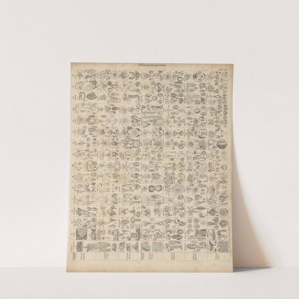 Abbildungen zu Oken’s Allgemeiner Naturgeschichte für alle Stände Pl.004 (1841) by Lorenz Oken