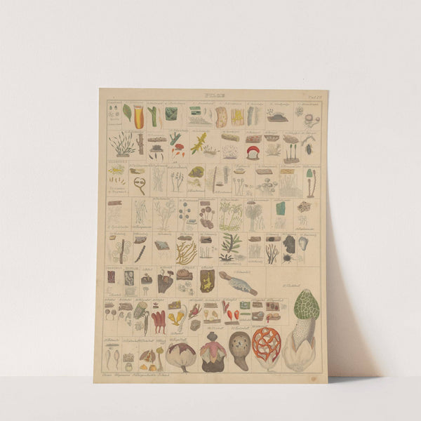 Abbildungen zu Oken’s Allgemeiner Naturgeschichte für alle Stände Pl.005 (1841) by Lorenz Oken