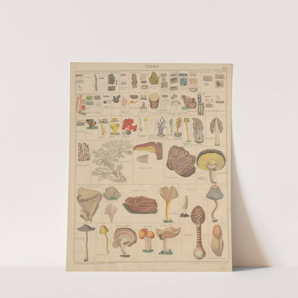 Abbildungen zu Oken’s Allgemeiner Naturgeschichte für alle Stände Pl.006 (1841) by Lorenz Oken