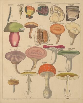 Abbildungen zu Oken’s Allgemeiner Naturgeschichte für alle Stände Pl.008 (1841)