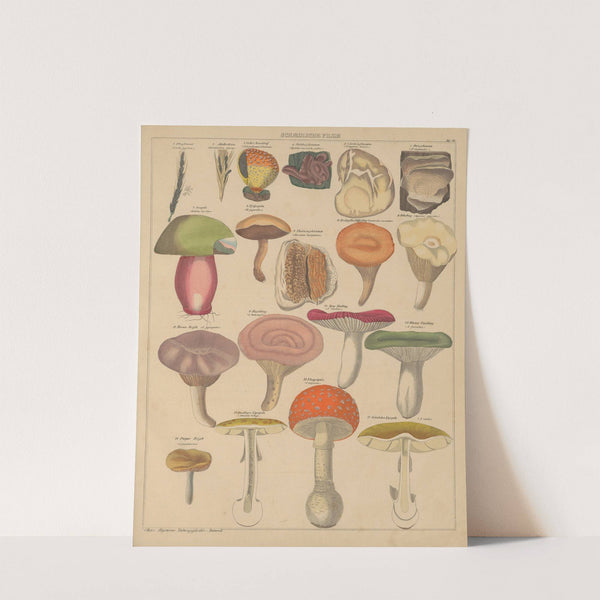 Abbildungen zu Oken’s Allgemeiner Naturgeschichte für alle Stände Pl.008 (1841) by Lorenz Oken