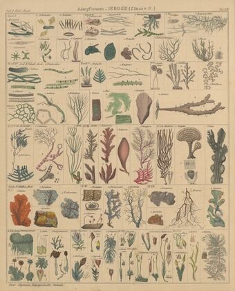 Abbildungen zu Oken’s Allgemeiner Naturgeschichte für alle Stände Pl.009 (1841)
