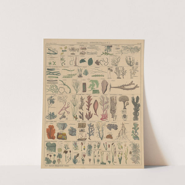 Abbildungen zu Oken’s Allgemeiner Naturgeschichte für alle Stände Pl.009 (1841) by Lorenz Oken