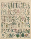 Abbildungen zu Oken’s Allgemeiner Naturgeschichte für alle Stände Pl.011 (1841)