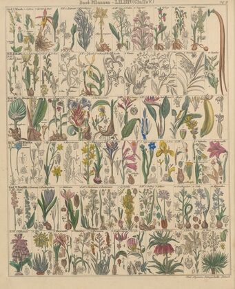 Abbildungen zu Oken’s Allgemeiner Naturgeschichte für alle Stände Pl.012 (1841)