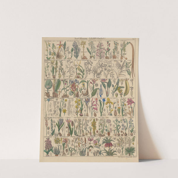 Abbildungen zu Oken’s Allgemeiner Naturgeschichte für alle Stände Pl.012 (1841) by Lorenz Oken