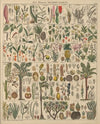 Abbildungen zu Oken’s Allgemeiner Naturgeschichte für alle Stände Pl.013 (1841)