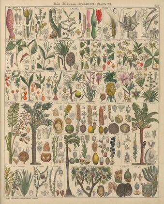 Abbildungen zu Oken’s Allgemeiner Naturgeschichte für alle Stände Pl.013 (1841)
