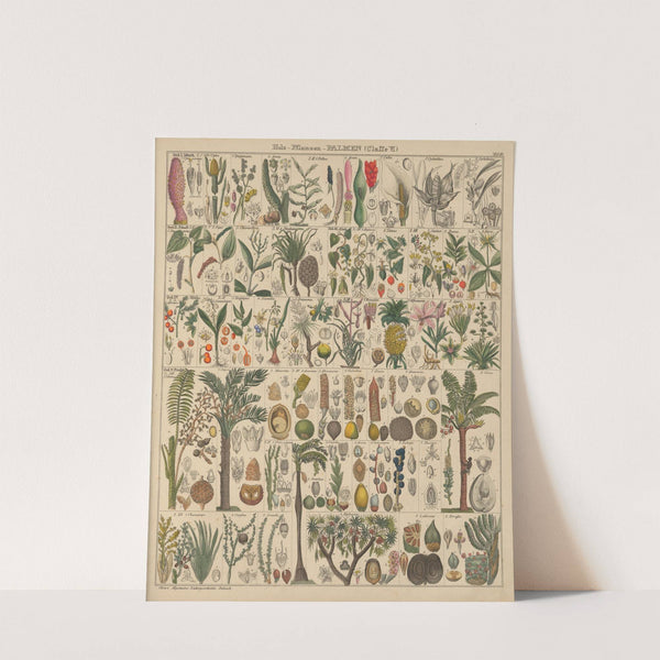 Abbildungen zu Oken’s Allgemeiner Naturgeschichte für alle Stände Pl.013 (1841) by Lorenz Oken