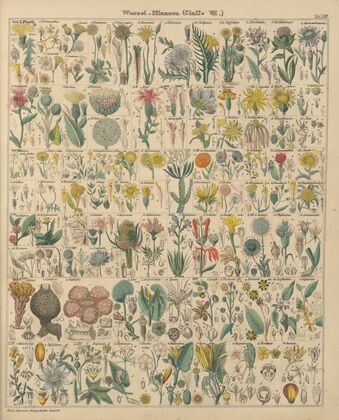 Abbildungen zu Oken’s Allgemeiner Naturgeschichte für alle Stände Pl.014 (1841)