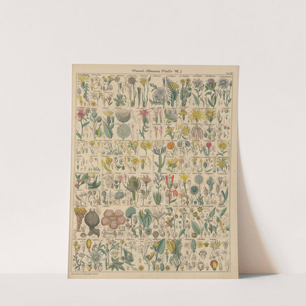 Abbildungen zu Oken’s Allgemeiner Naturgeschichte für alle Stände Pl.014 (1841) by Lorenz Oken