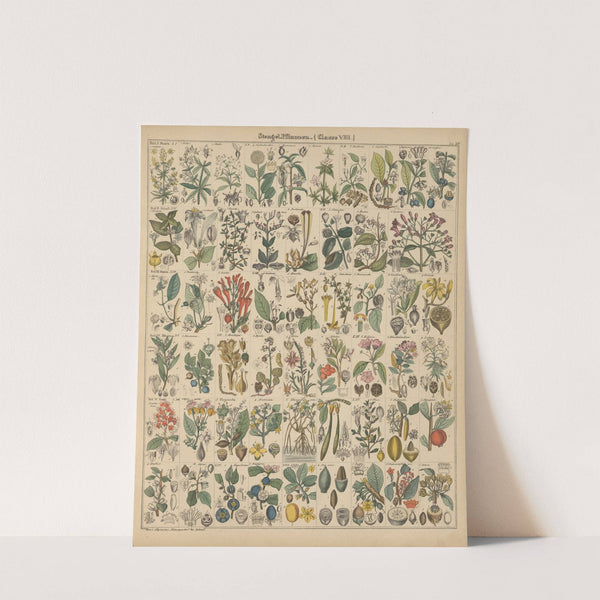 Abbildungen zu Oken’s Allgemeiner Naturgeschichte für alle Stände Pl.015 (1841) by Lorenz Oken