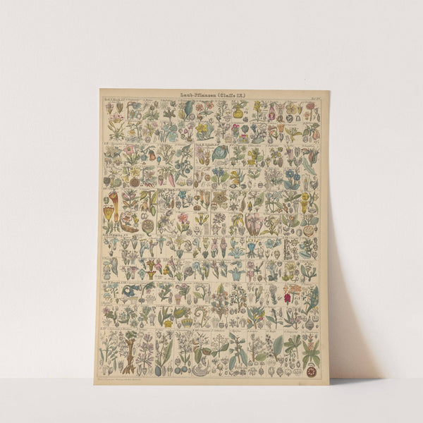 Abbildungen zu Oken’s Allgemeiner Naturgeschichte für alle Stände Pl.016 (1841) by Lorenz Oken