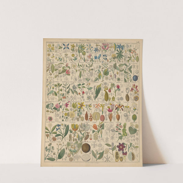 Abbildungen zu Oken’s Allgemeiner Naturgeschichte für alle Stände Pl.017 (1841) by Lorenz Oken