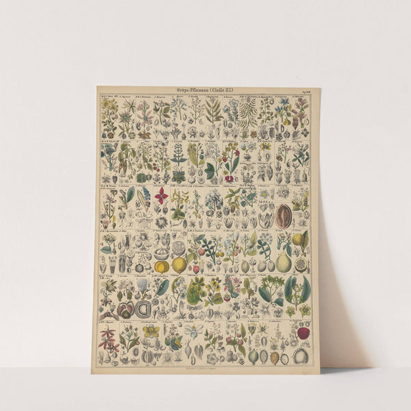 Abbildungen zu Oken’s Allgemeiner Naturgeschichte für alle Stände Pl.018 (1841) by Lorenz Oken