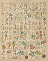 Abbildungen zu Oken’s Allgemeiner Naturgeschichte für alle Stände Pl.019 (1841)