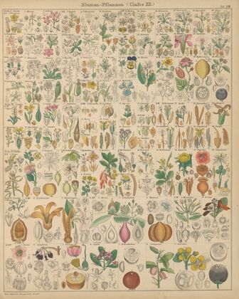 Abbildungen zu Oken’s Allgemeiner Naturgeschichte für alle Stände Pl.019 (1841)