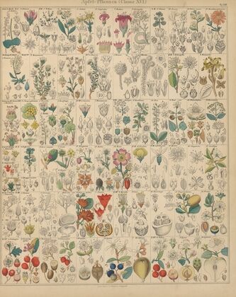 Abbildungen zu Oken’s Allgemeiner Naturgeschichte für alle Stände Pl.023 (1841)