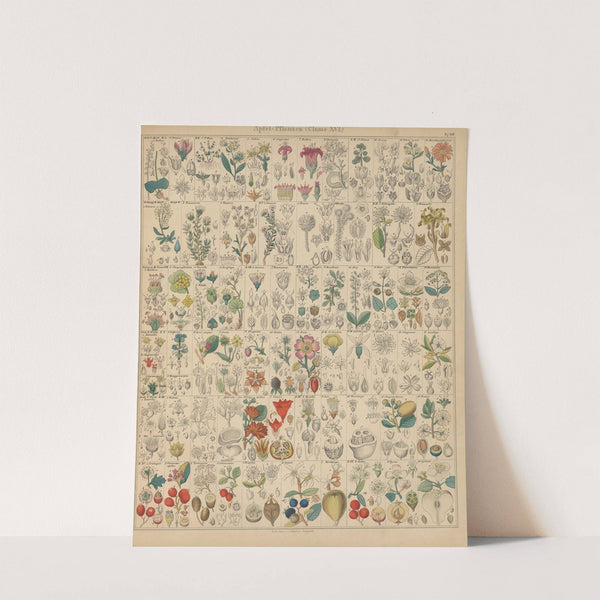 Abbildungen zu Oken’s Allgemeiner Naturgeschichte für alle Stände Pl.023 (1841) by Lorenz Oken