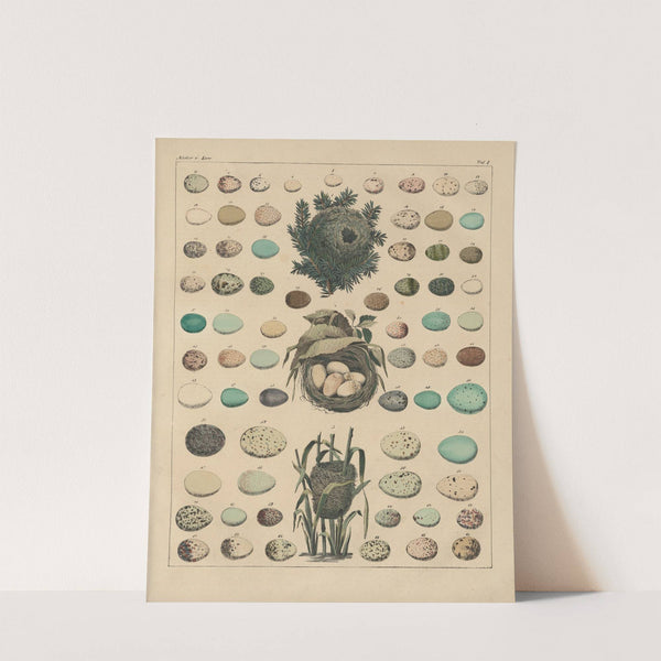 Abbildungen zu Oken’s Allgemeiner Naturgeschichte für alle Stände Pl.024 (1841) by Lorenz Oken