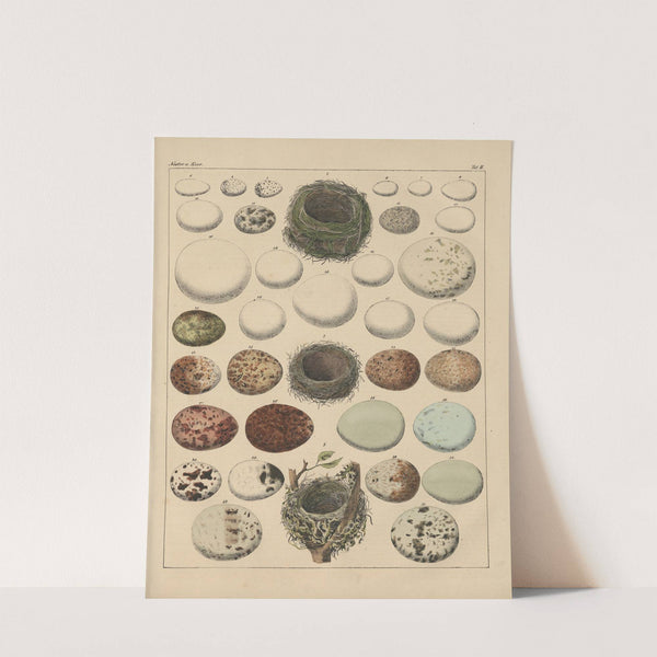 Abbildungen zu Oken’s Allgemeiner Naturgeschichte für alle Stände Pl.025 (1841) by Lorenz Oken