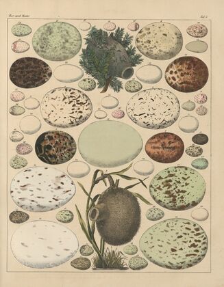 Abbildungen zu Oken’s Allgemeiner Naturgeschichte für alle Stände Pl.026 (1841)
