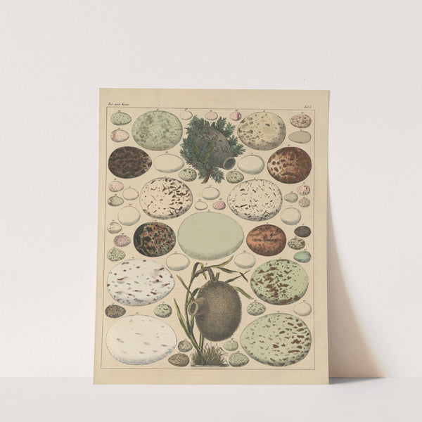 Abbildungen zu Oken’s Allgemeiner Naturgeschichte für alle Stände Pl.026 (1841) by Lorenz Oken