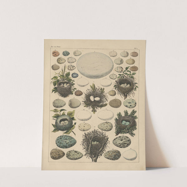 Abbildungen zu Oken’s Allgemeiner Naturgeschichte für alle Stände Pl.027 (1841) by Lorenz Oken