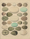 Abbildungen zu Oken’s Allgemeiner Naturgeschichte für alle Stände Pl.030 (1841)