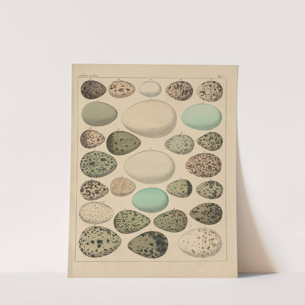 Abbildungen zu Oken’s Allgemeiner Naturgeschichte für alle Stände Pl.030 (1841) by Lorenz Oken