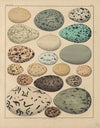 Abbildungen zu Oken’s Allgemeiner Naturgeschichte für alle Stände Pl.031 (1841)