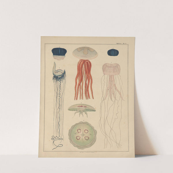 Abbildungen zu Oken’s Allgemeiner Naturgeschichte für alle Stände Pl.033 (1841) by Lorenz Oken