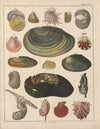 Abbildungen zu Oken’s Allgemeiner Naturgeschichte für alle Stände Pl.034 (1841)