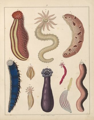 Abbildungen zu Oken’s Allgemeiner Naturgeschichte für alle Stände Pl.036 (1841)