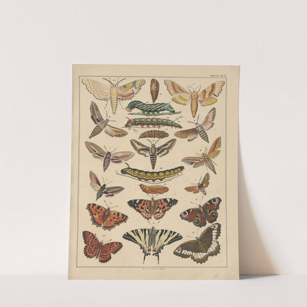 Abbildungen zu Oken’s Allgemeiner Naturgeschichte für alle Stände Pl.037 (1841) by Lorenz Oken