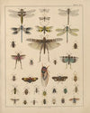 Abbildungen zu Oken’s Allgemeiner Naturgeschichte für alle Stände Pl.038 (1841)