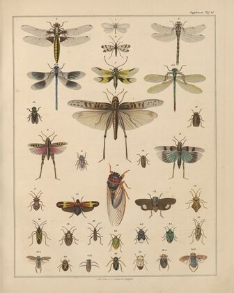 Abbildungen zu Oken’s Allgemeiner Naturgeschichte für alle Stände Pl.038 (1841)