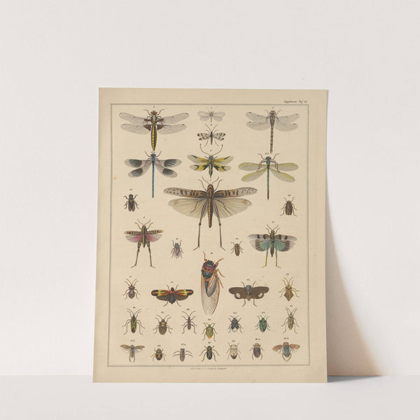 Abbildungen zu Oken’s Allgemeiner Naturgeschichte für alle Stände Pl.038 (1841) by Lorenz Oken